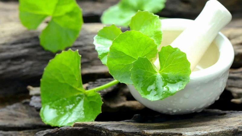 Các thảo dược trong tự nhiên được ví như những kháng sinh tự nhiên, nuôi dưỡng làn da lâu dài